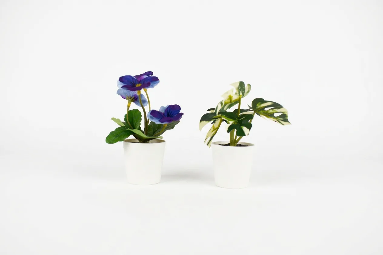 Decoratieplant Klein