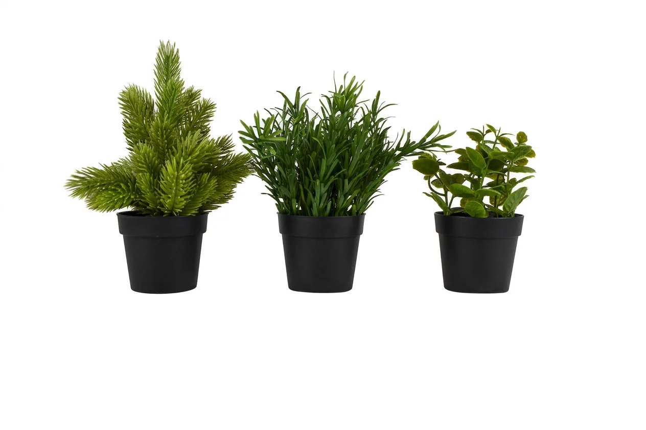 Decoratieplant Middel