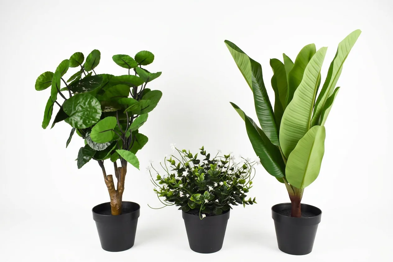 Decoratieplant Groot
